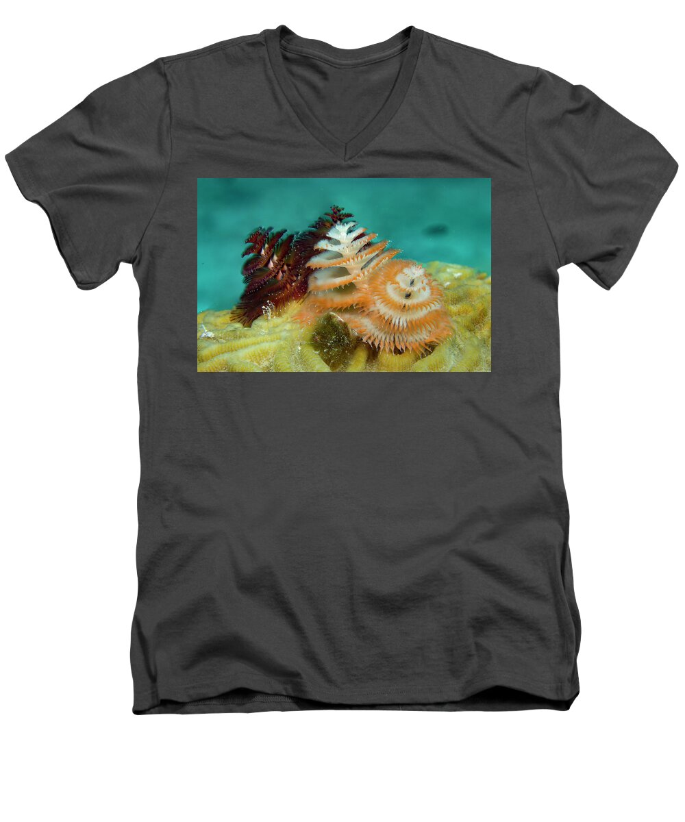 Jean Noren Men's V-Neck T-Shirt featuring the photograph Pair of Christmas Tree Worms by Jean Noren