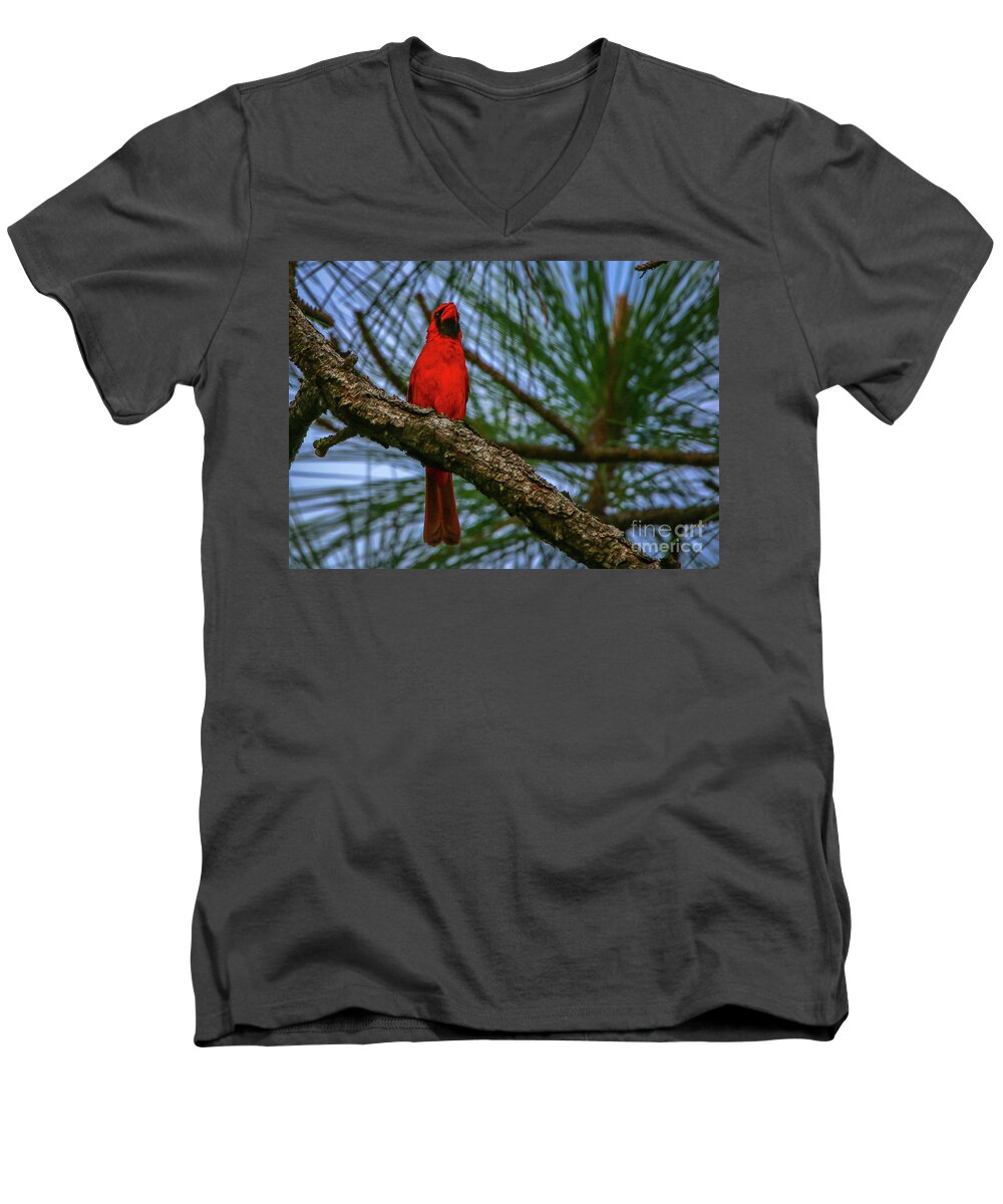 Cardinal. Bird Men's V-Neck T-Shirt featuring the photograph Perched Cardinal by Tom Claud