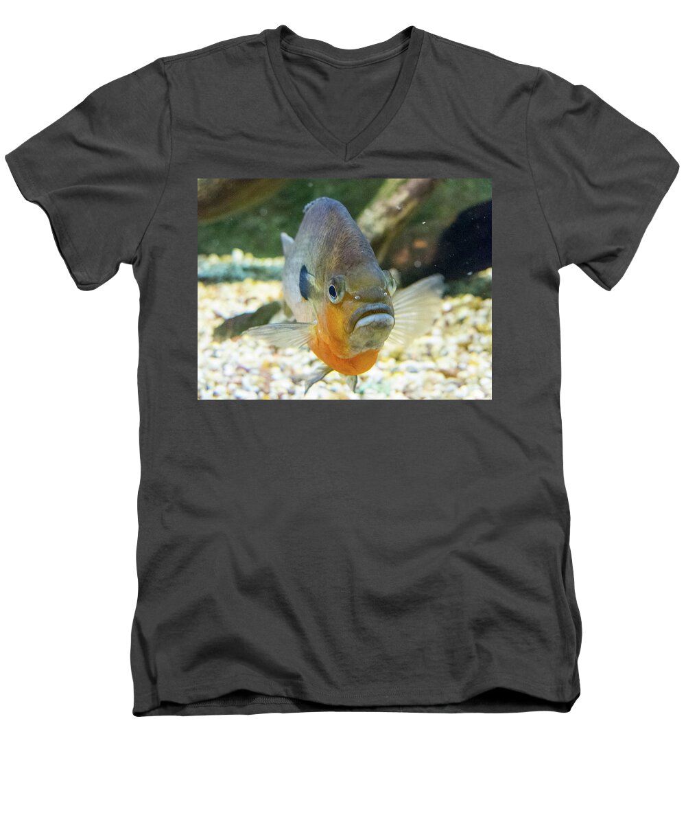 Amazon Men's V-Neck T-Shirt featuring the photograph Piranha Behind Glass by SR Green