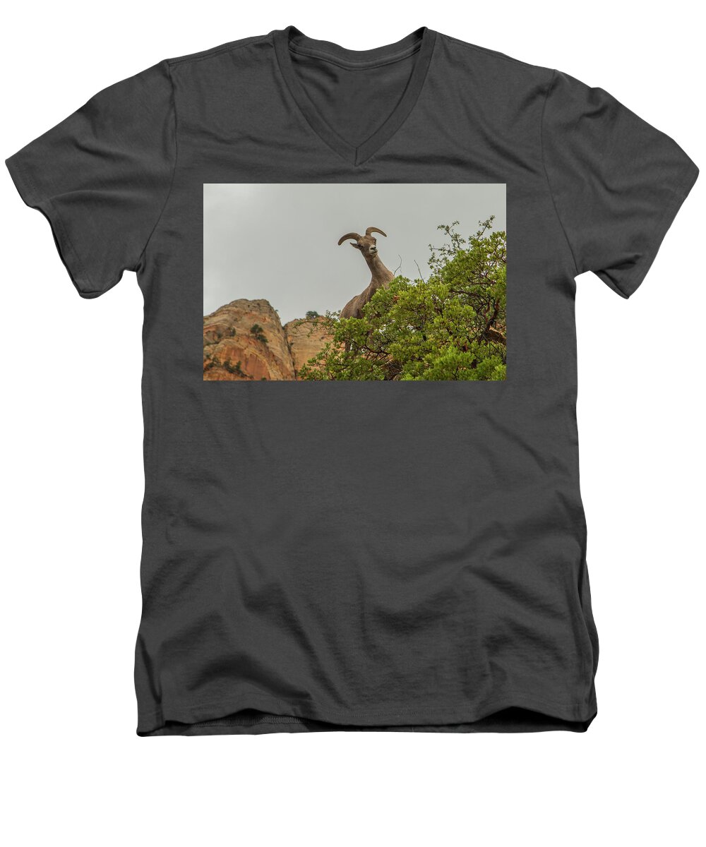 Mountain Sheep Men's V-Neck T-Shirt featuring the photograph Posing for the Camera 2 by Doug Scrima