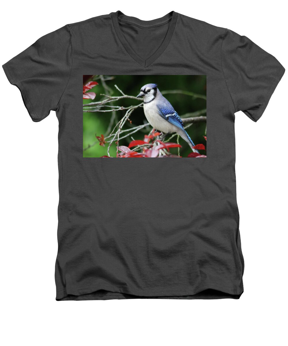 Birds Men's V-Neck T-Shirt featuring the photograph Pretty Blue Jay by Trina Ansel