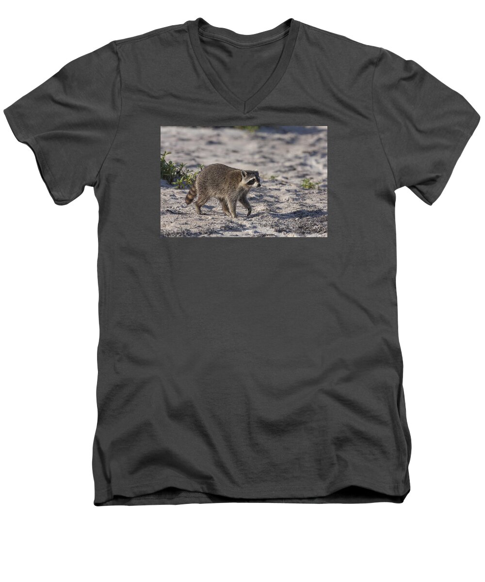 Raccoon Men's V-Neck T-Shirt featuring the photograph Raccoon on the beach by David Watkins