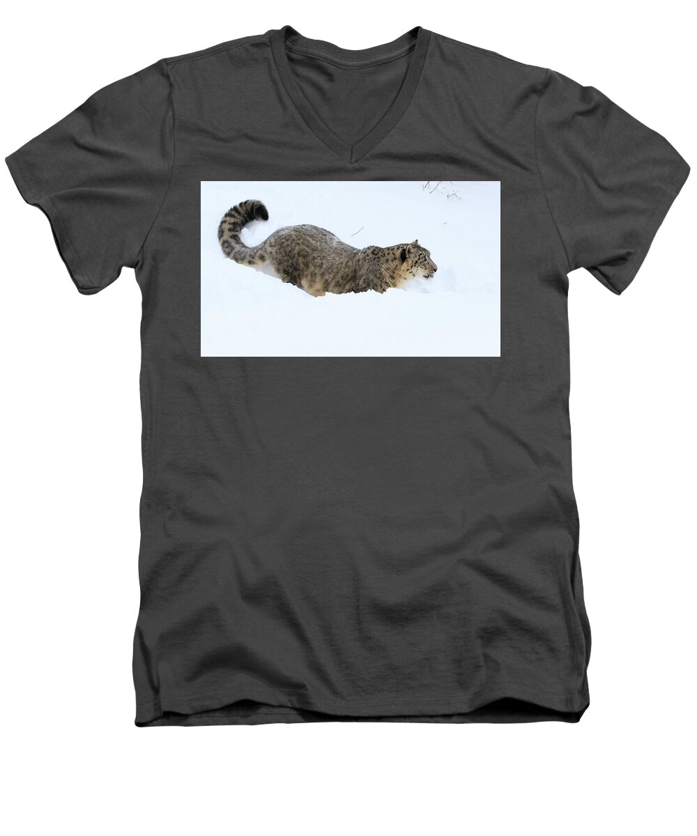 Snow Leopard Men's V-Neck T-Shirt featuring the photograph Rare Cat by Steve McKinzie