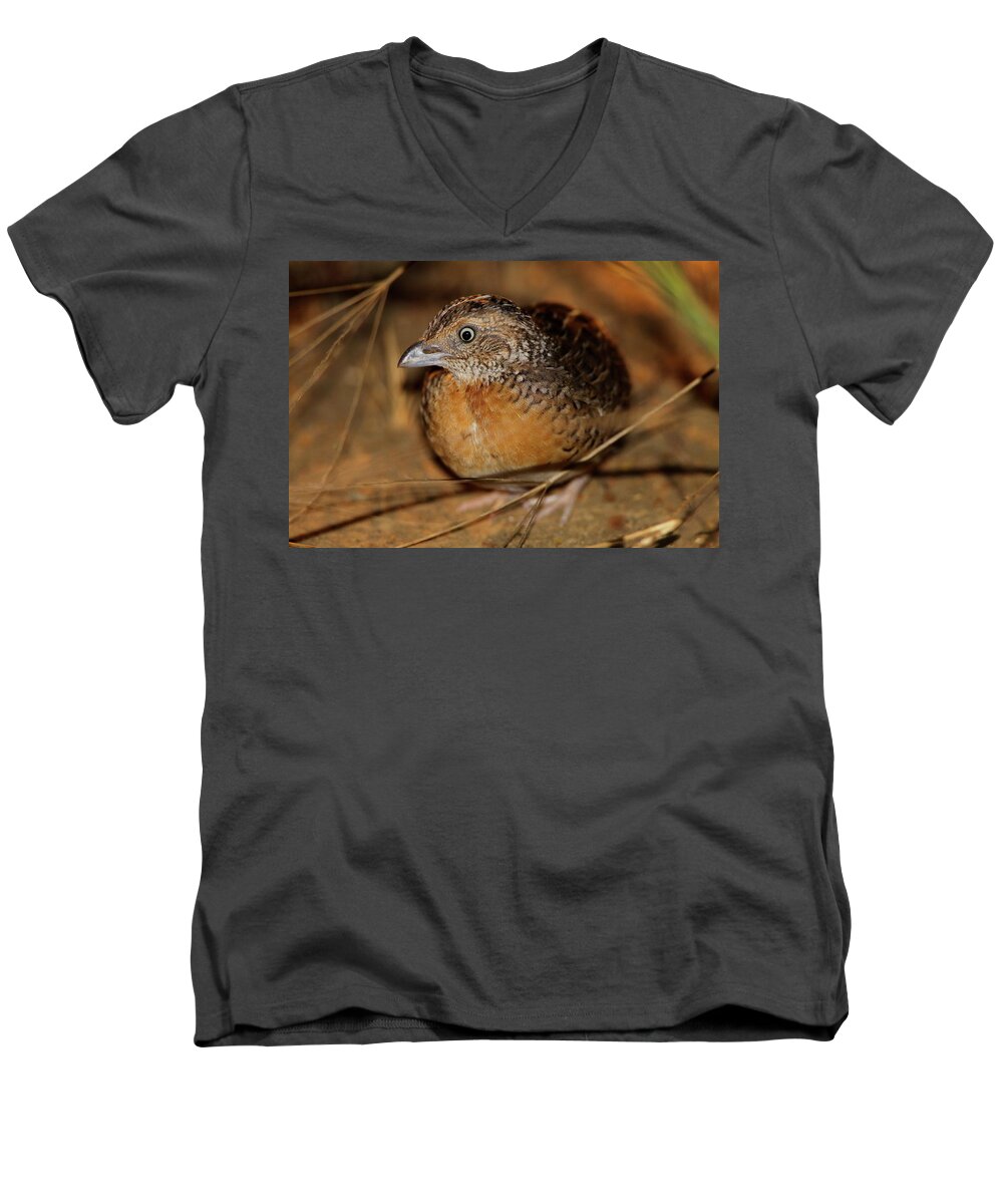 Red-chested Button-quail Men's V-Neck T-Shirt featuring the photograph Red-chested Button-quail by Bruce J Robinson