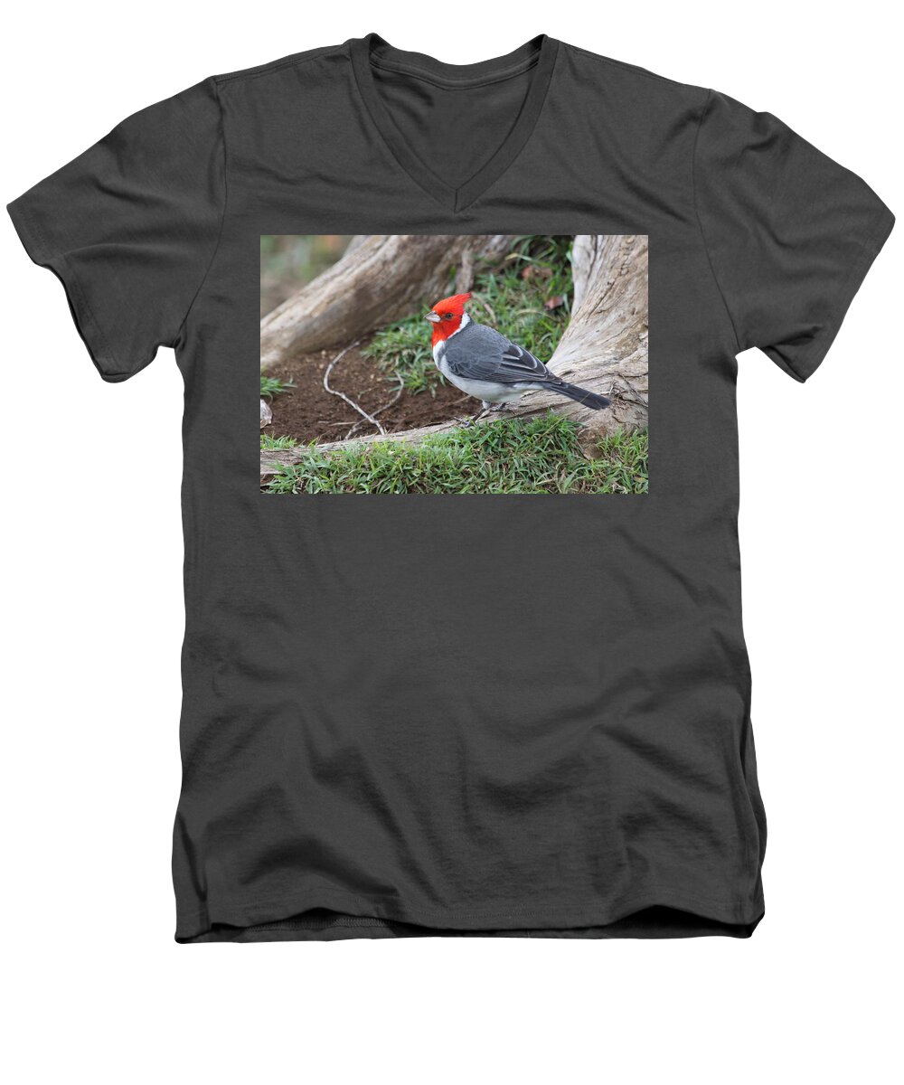 Red Crested Cardinal Men's V-Neck T-Shirt featuring the photograph Red Crested Cardinal Male by Lauri Novak