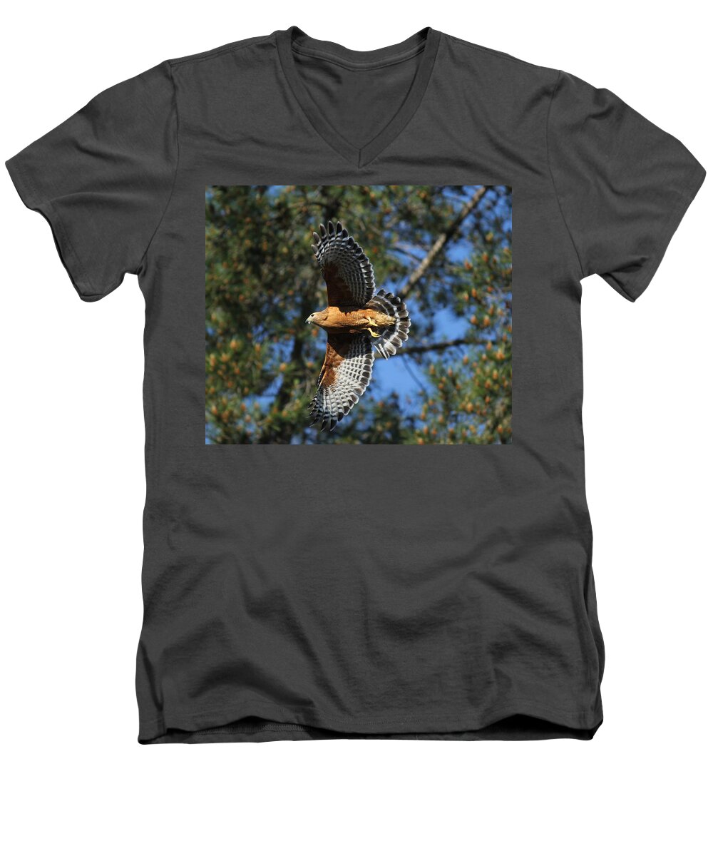 Hawk Men's V-Neck T-Shirt featuring the photograph Red Shouldered Hawk by Liz Vernand