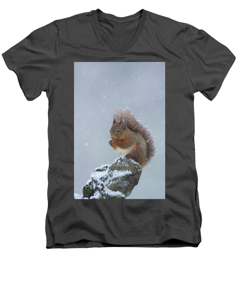 Red Men's V-Neck T-Shirt featuring the photograph Red Squirrel In A Blizzard by Pete Walkden