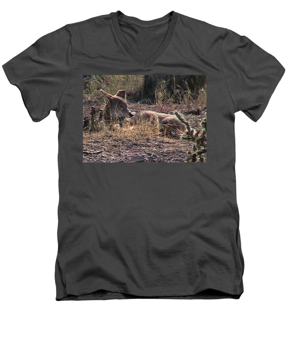  Canis Latrans Men's V-Neck T-Shirt featuring the photograph Resting Coyote by Judy Kennedy