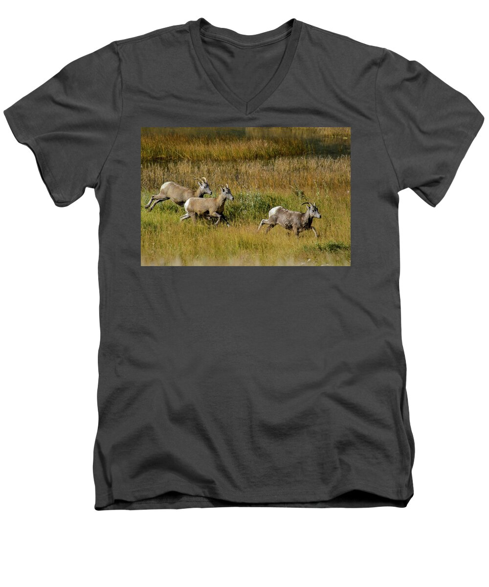 Big Horn Sheep Men's V-Neck T-Shirt featuring the photograph Rocky Mountain Goats 7410 by Donald Brown