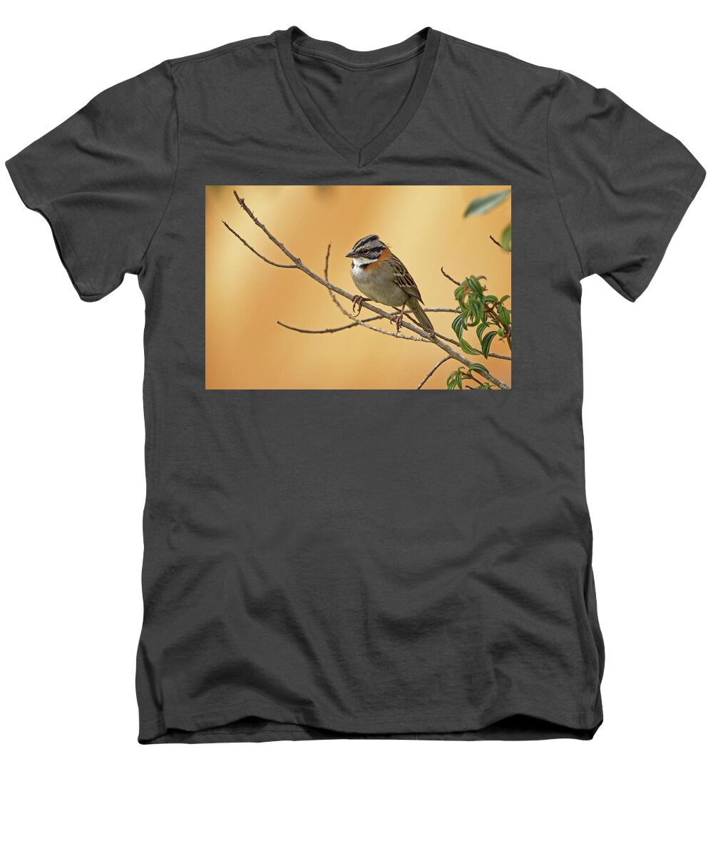 2015 Men's V-Neck T-Shirt featuring the photograph Rufous-collared Sparrow by Jean-Luc Baron