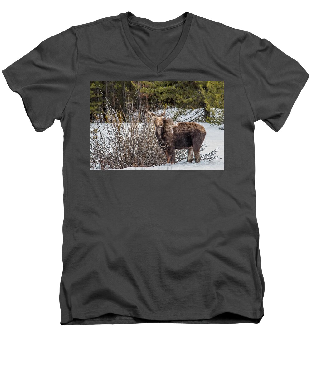 Moose Men's V-Neck T-Shirt featuring the photograph Searching For Dinner by Yeates Photography