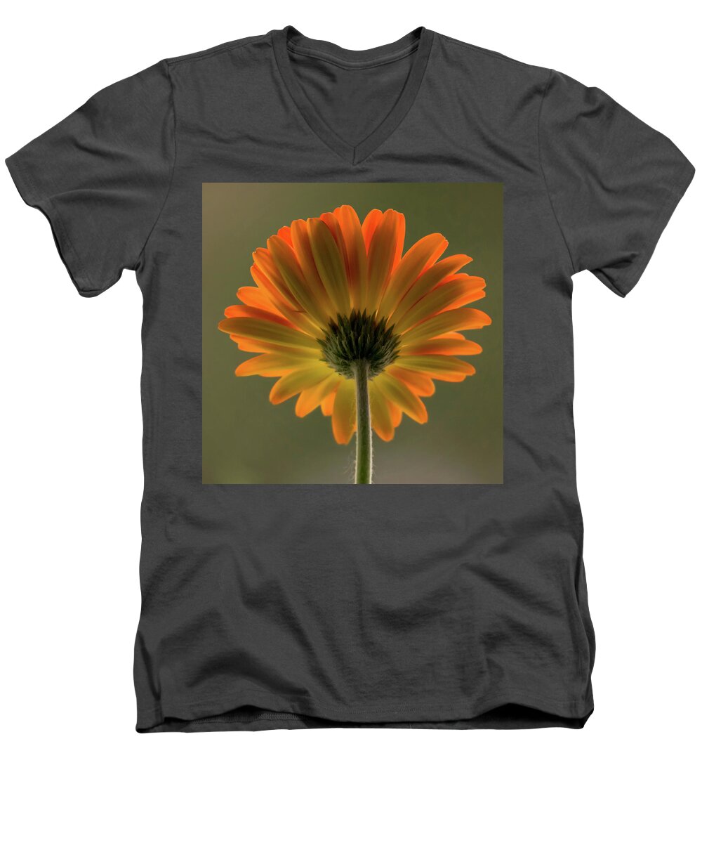 Terry D Photography Men's V-Neck T-Shirt featuring the photograph Shine Bright Gerber Daisy Square by Terry DeLuco