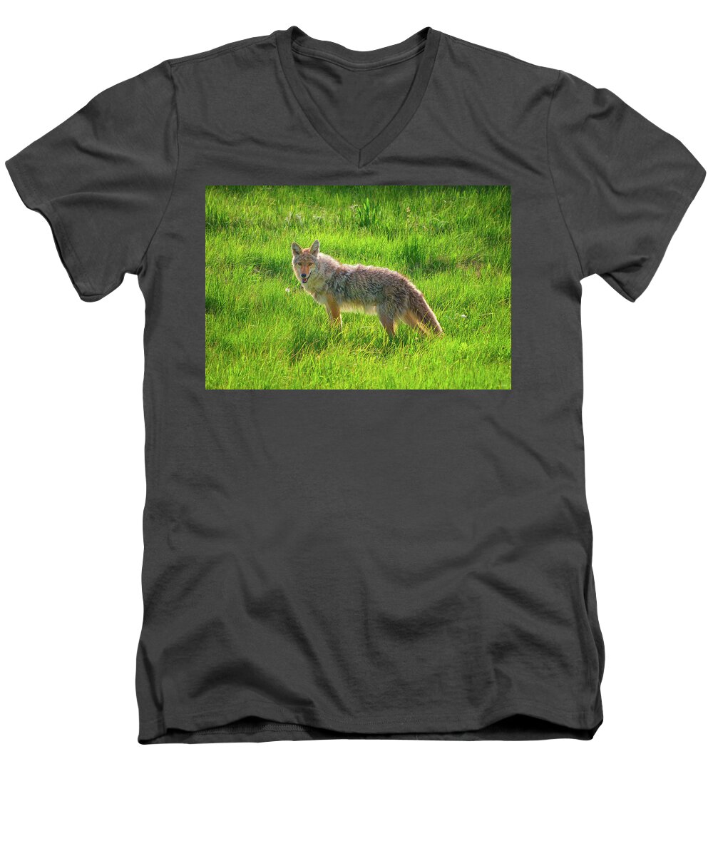 Coyote Men's V-Neck T-Shirt featuring the photograph Summer Stroll by Greg Norrell