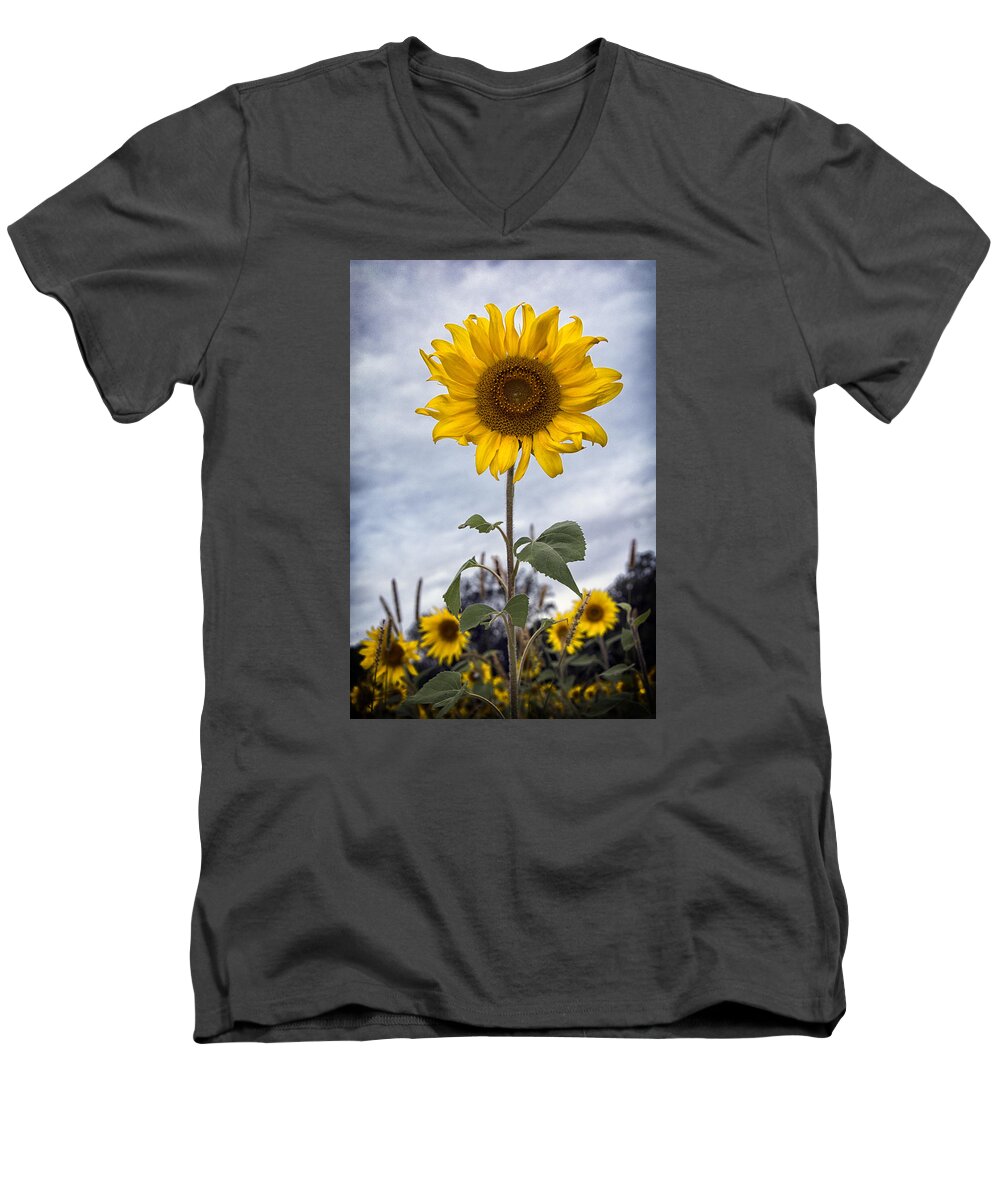 Sunflower Men's V-Neck T-Shirt featuring the photograph Sun Burst by Robert Fawcett