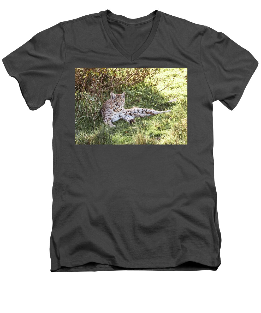 Bobcat Men's V-Neck T-Shirt featuring the photograph Sunlight Stop by Kevin Dietrich