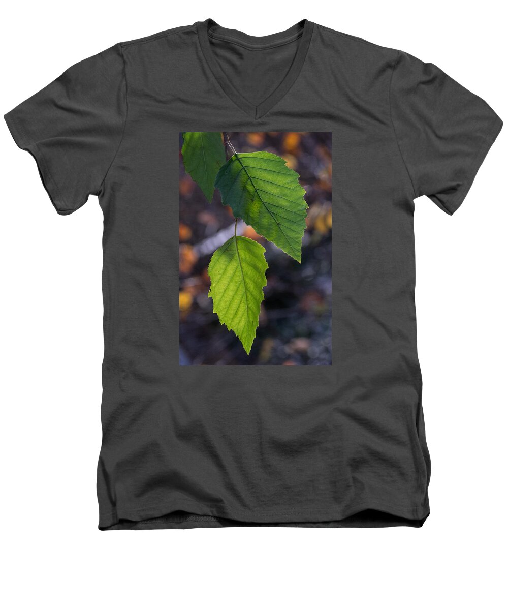 Sunlight Men's V-Neck T-Shirt featuring the photograph Sunlight through Birch Leaf Branch by Douglas Barnett