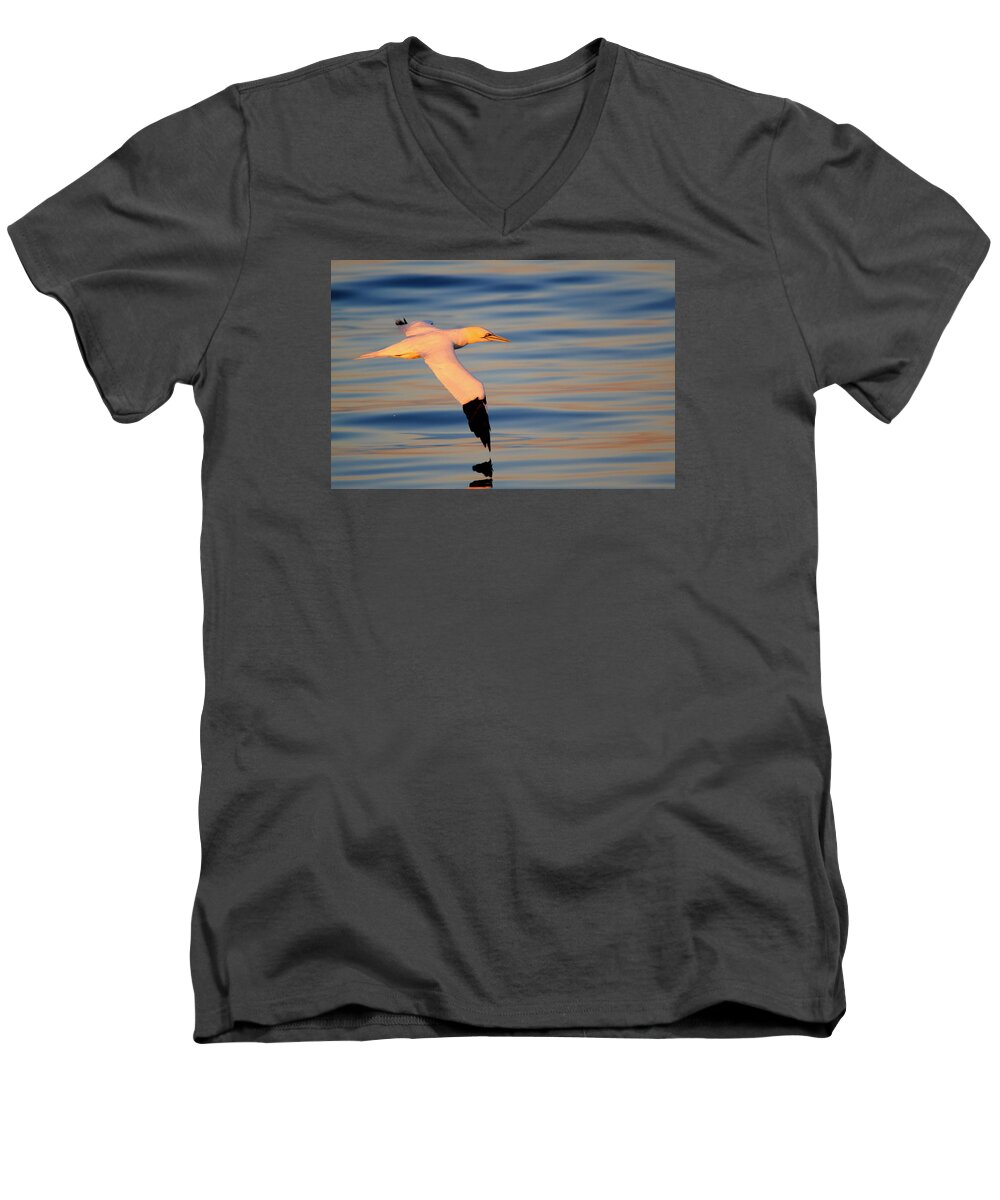 Gannet Men's V-Neck T-Shirt featuring the photograph Sunset Gannet by Richard Patmore