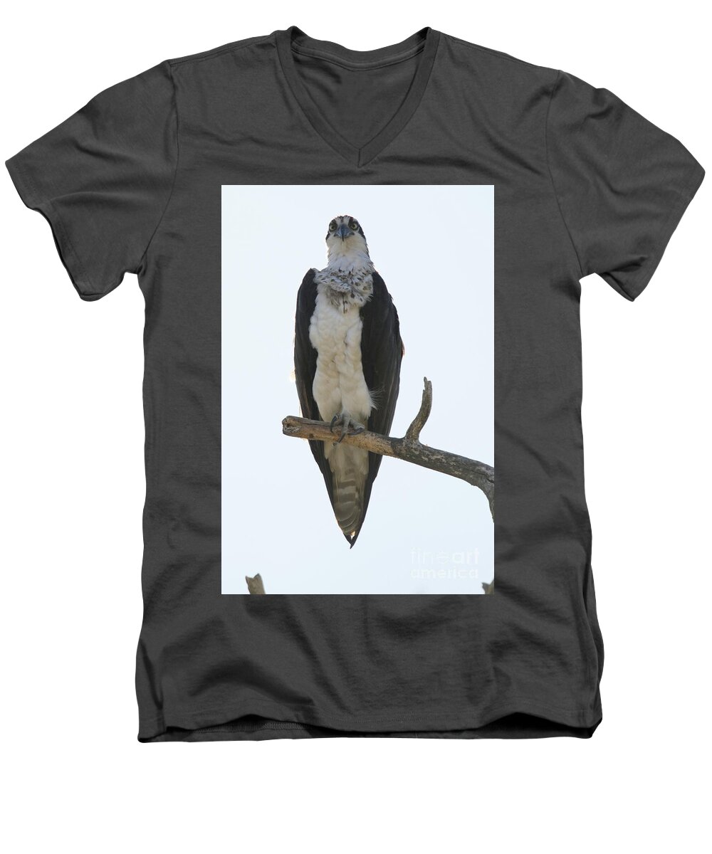Osprey Men's V-Neck T-Shirt featuring the photograph That Look In His Eyes by Alyce Taylor