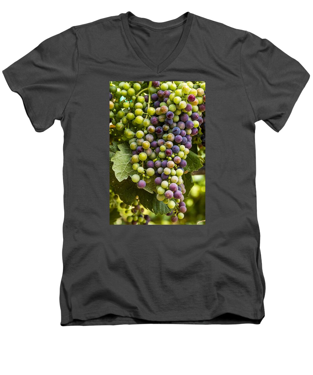 Colorado Vineyard Men's V-Neck T-Shirt featuring the photograph The Art of Wine Grapes by Teri Virbickis