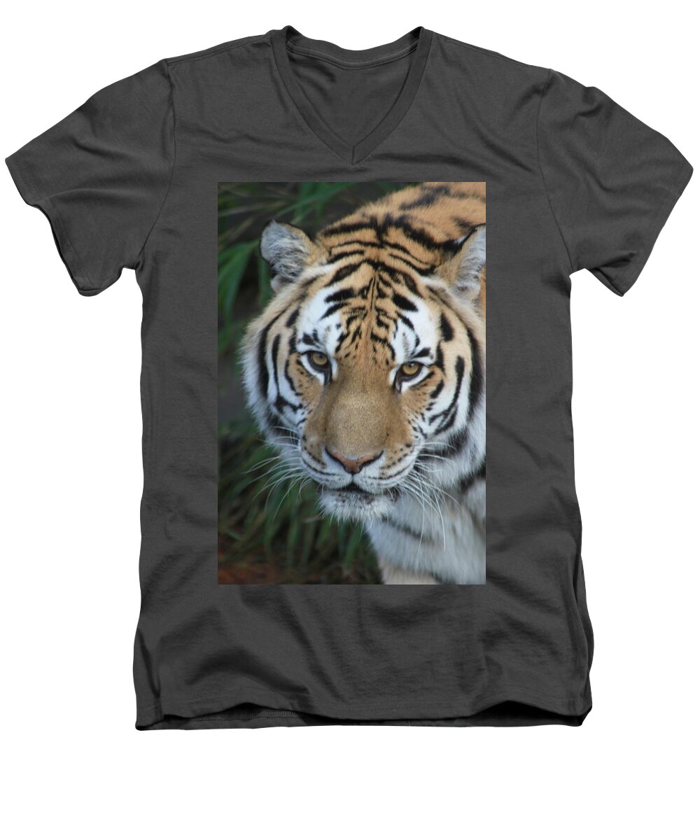Tiger Men's V-Neck T-Shirt featuring the photograph The Hunter by Laddie Halupa