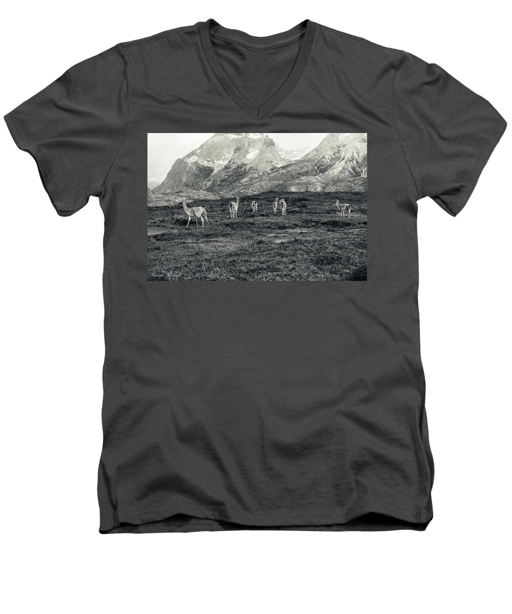 Animal Men's V-Neck T-Shirt featuring the photograph The Lamas by Andrew Matwijec