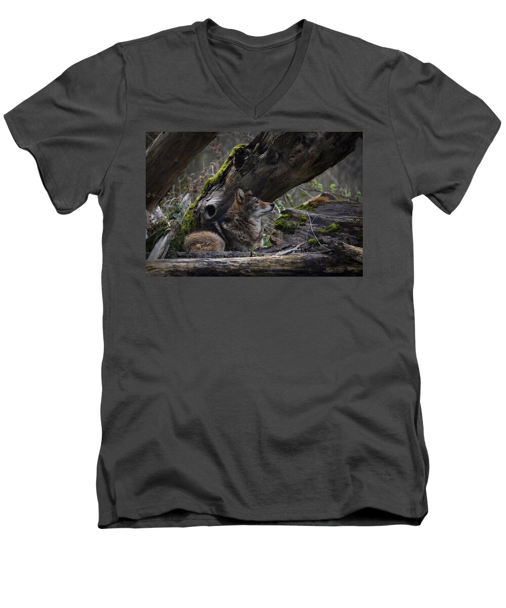 Timber Wolf Men's V-Neck T-Shirt featuring the photograph Timber Wolf by Randy Hall