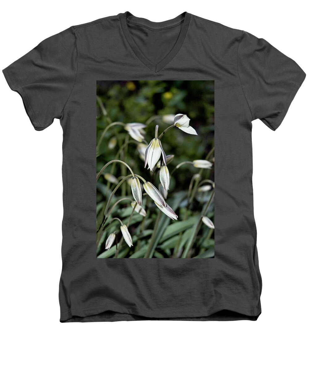Flowers Men's V-Neck T-Shirt featuring the photograph Tulipa Turkestanica by JGracey Stinson