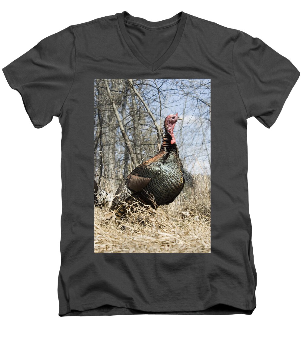 Turkey Men's V-Neck T-Shirt featuring the photograph Turkey Tom by Gary Beeler