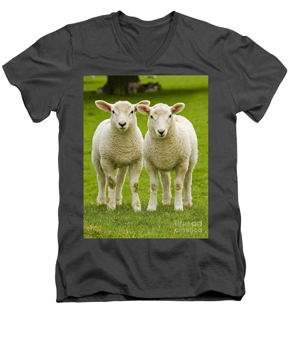 Agriculture Men's V-Neck T-Shirt featuring the photograph Twin Lambs by Meirion Matthias