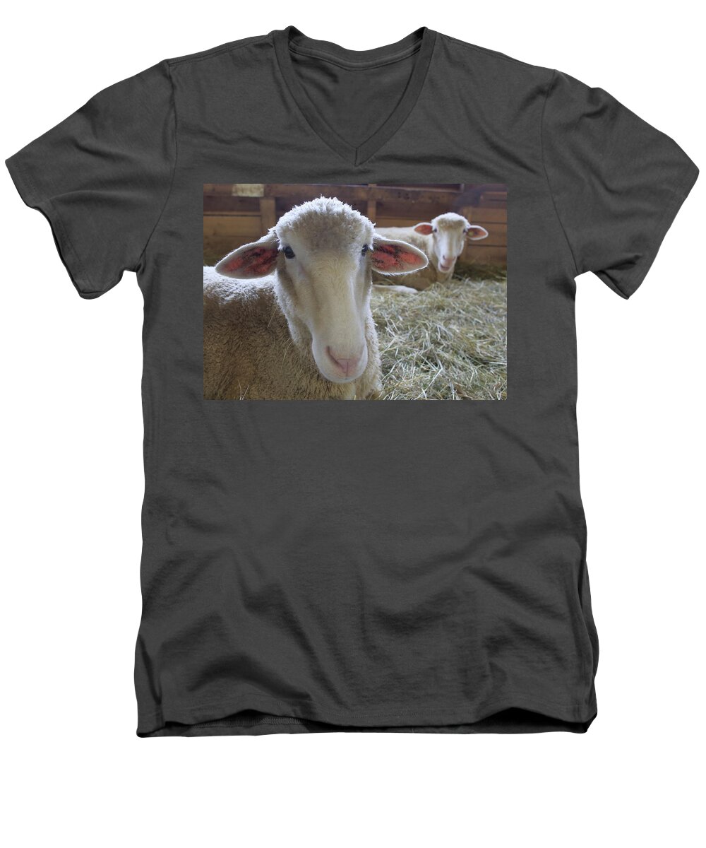 Farm Animals Men's V-Neck T-Shirt featuring the photograph Two funny sheep in a barn by Gary Corbett