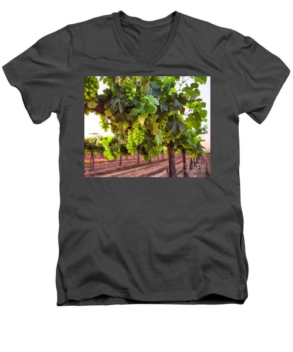 Vineyard Men's V-Neck T-Shirt featuring the photograph Vineyard 3 by Anthony Michael Bonafede