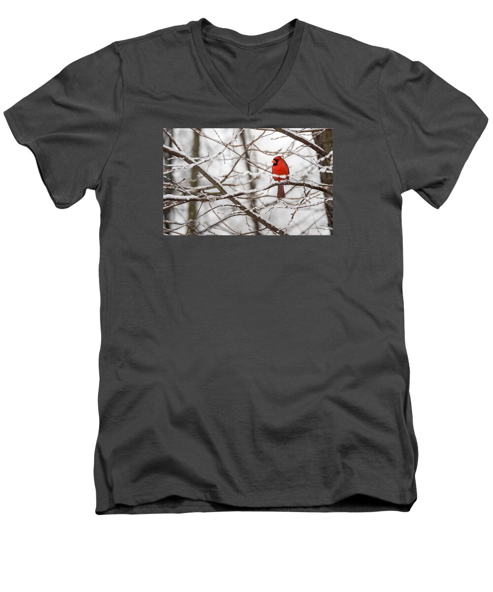 Northern Cardinal Men's V-Neck T-Shirt featuring the photograph Waiting out the Storm by David Kay