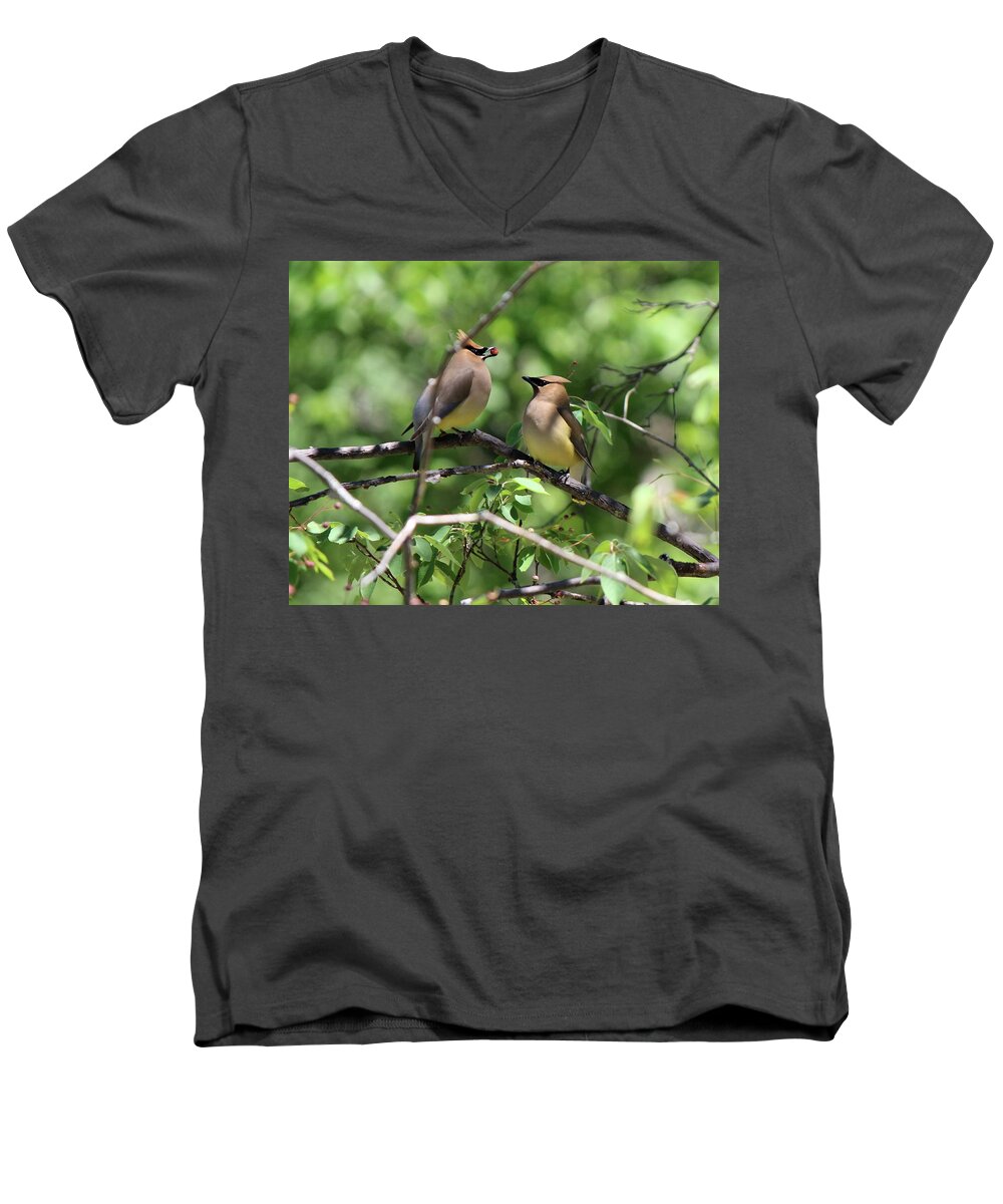 Cedar Waxwing Men's V-Neck T-Shirt featuring the photograph Waxwing Socialism by David Pickett