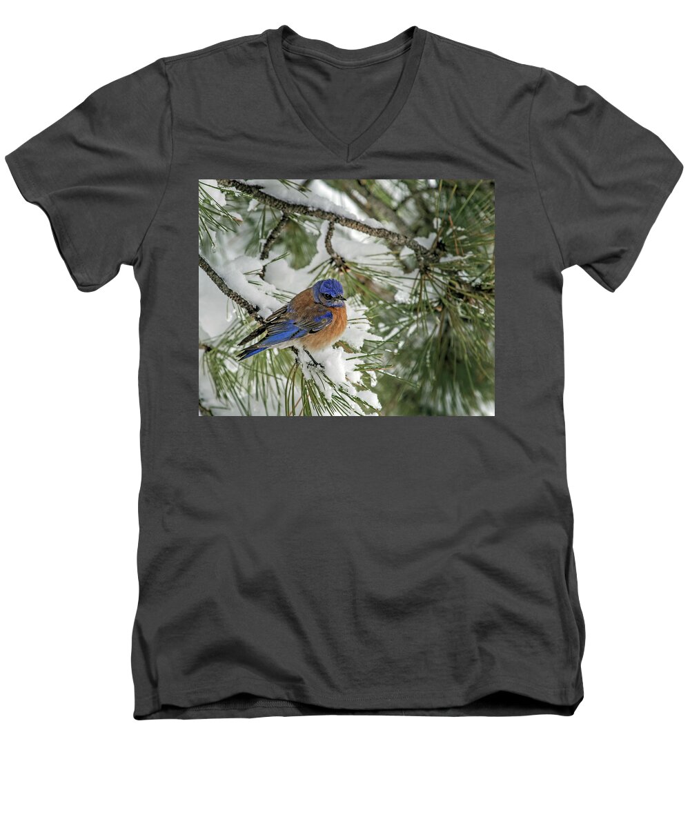 Sialia Mexicana Men's V-Neck T-Shirt featuring the photograph Western Bluebird in a Snowy Pine by Dawn Key