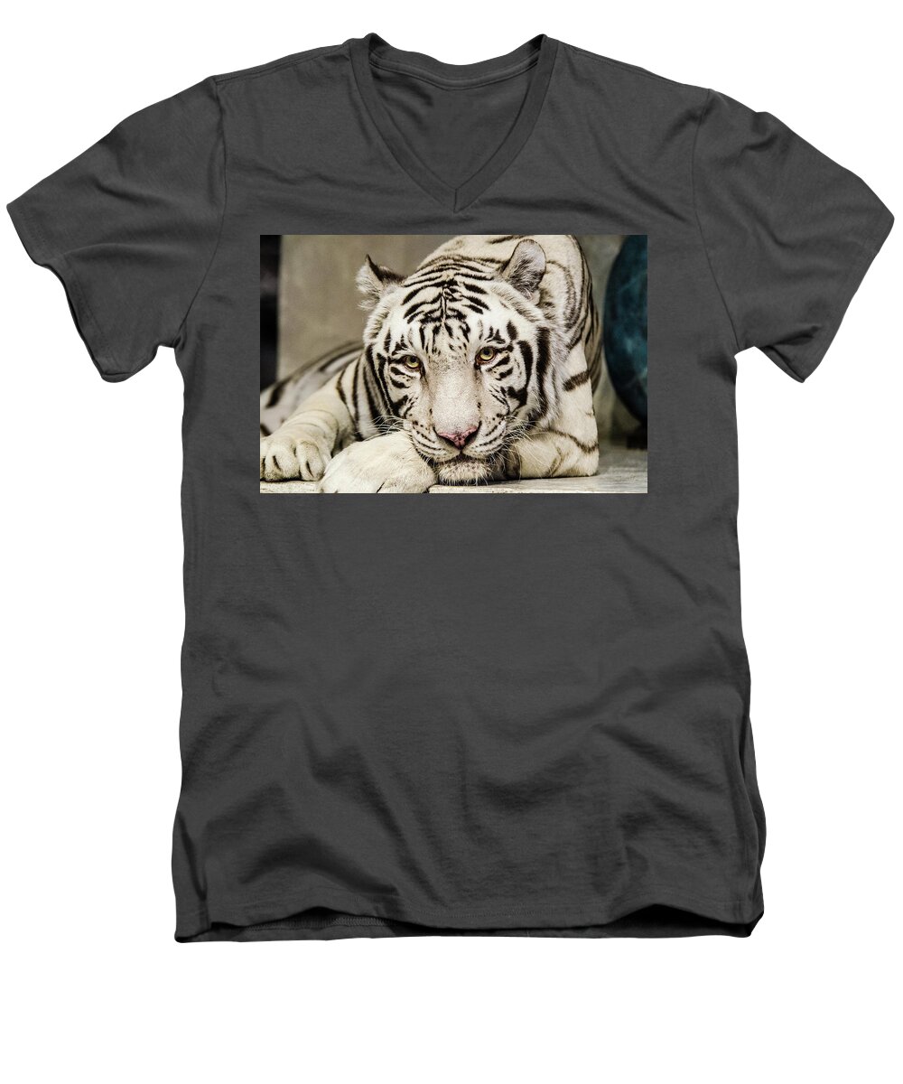 Tiger Men's V-Neck T-Shirt featuring the photograph White Tiger Looking at You by Tammy Ray