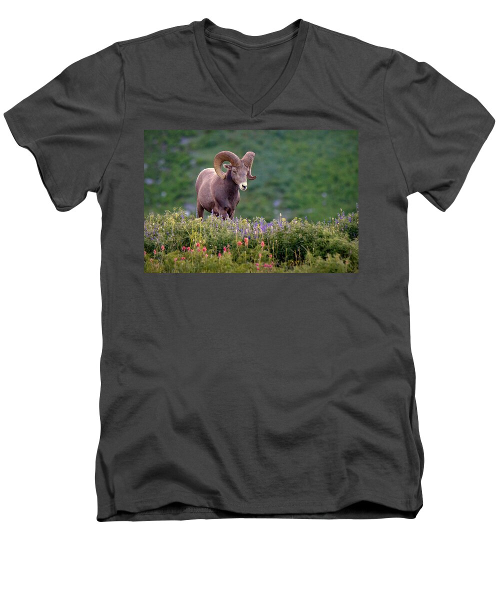 Ram Men's V-Neck T-Shirt featuring the photograph Wild Journey by Ryan Smith