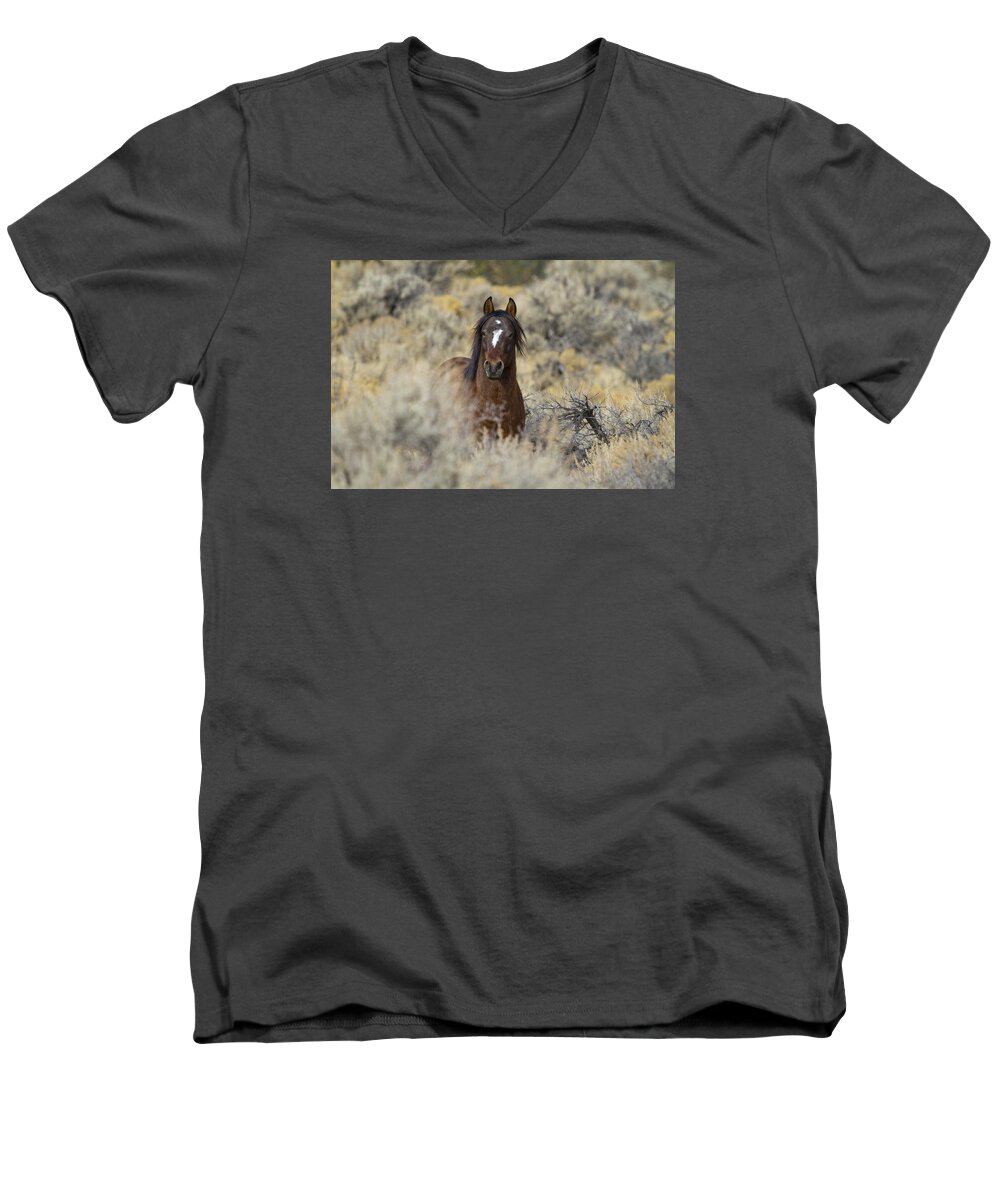 Horses Men's V-Neck T-Shirt featuring the photograph Wild Mustang Stallion by Waterdancer 