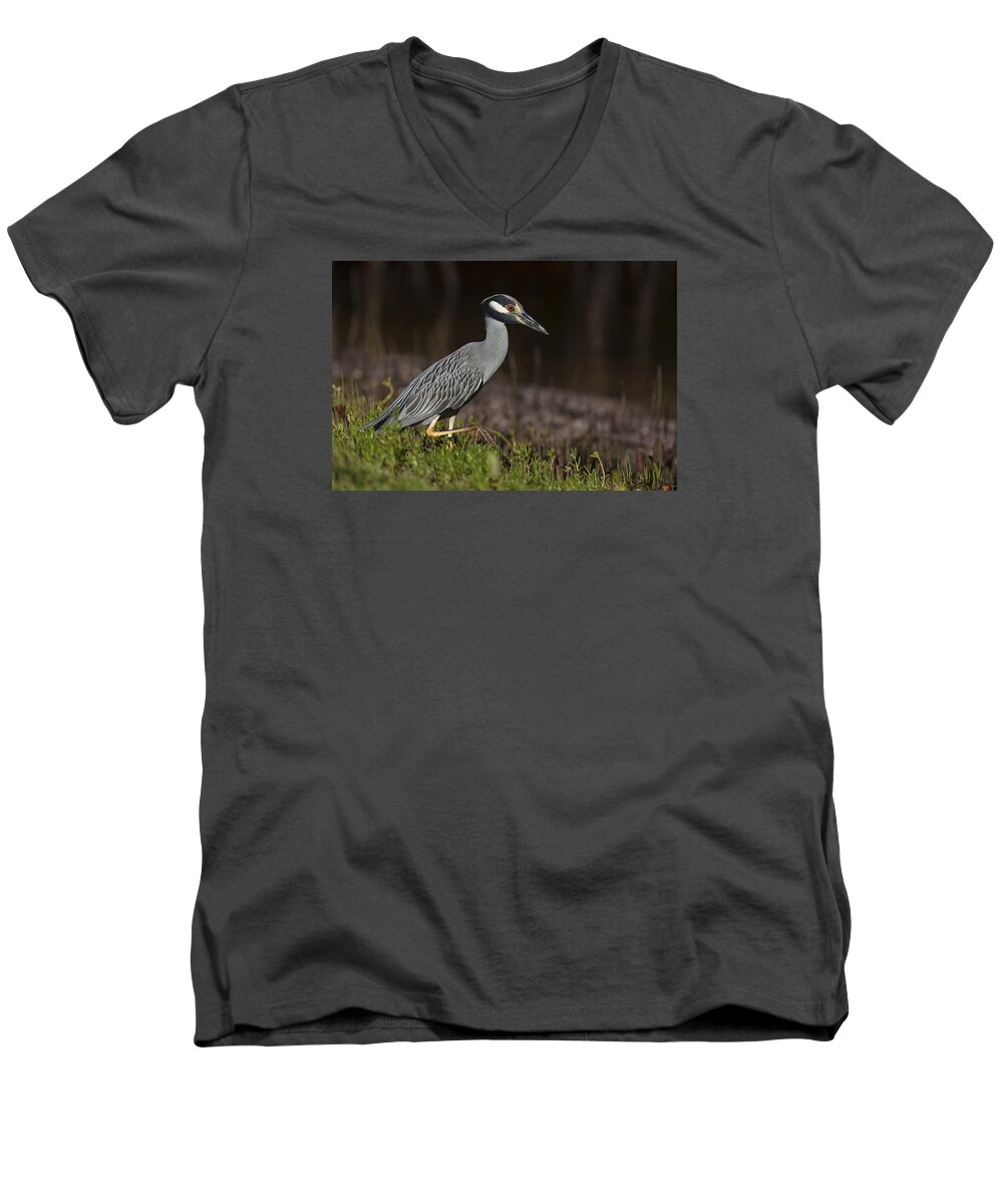 Yellow-crowned Men's V-Neck T-Shirt featuring the photograph Yellow-crowned Night Heron by David Watkins