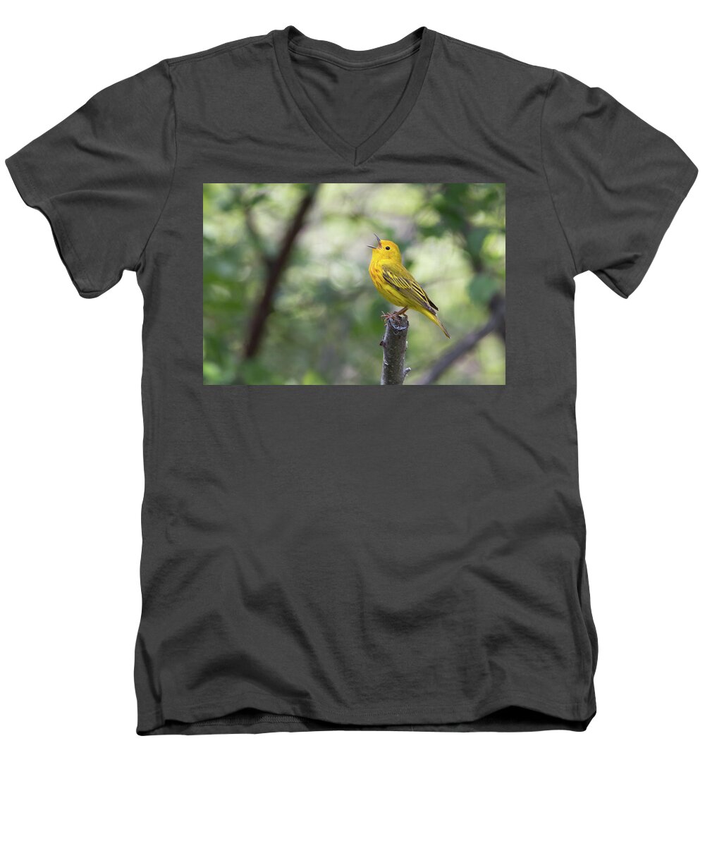 Bird Men's V-Neck T-Shirt featuring the photograph Yellow Warbler in song by Celine Pollard