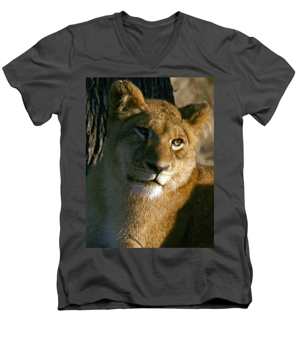 Lion Men's V-Neck T-Shirt featuring the photograph Young Lion by Karen Zuk Rosenblatt