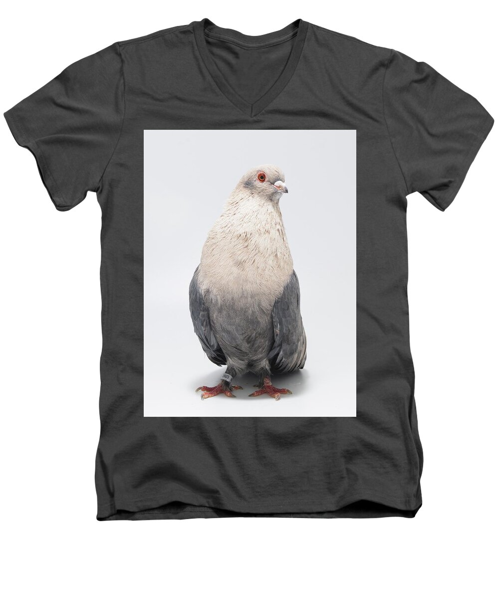 Pigeon Men's V-Neck T-Shirt featuring the photograph Egyptian Swift Kazghndy Pigeon by Nathan Abbott