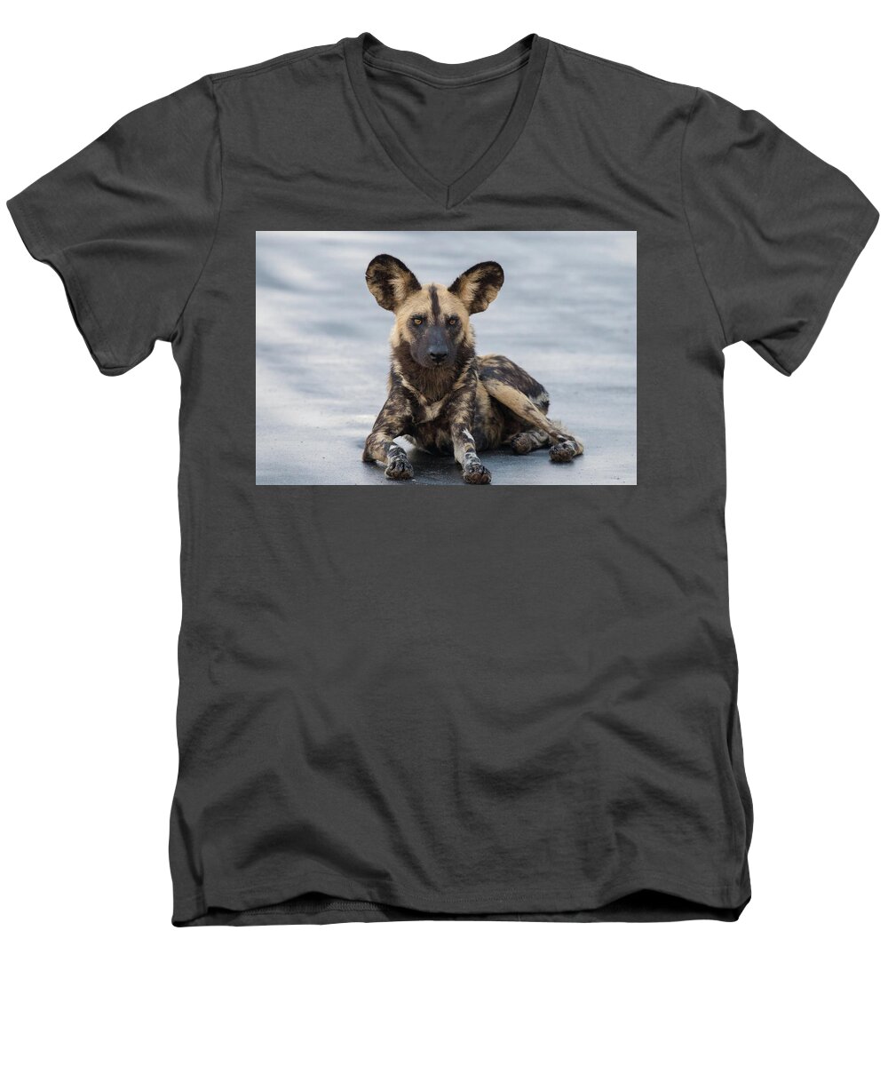 Wild Dog Men's V-Neck T-Shirt featuring the photograph African Wild Dog resting on a road by Mark Hunter