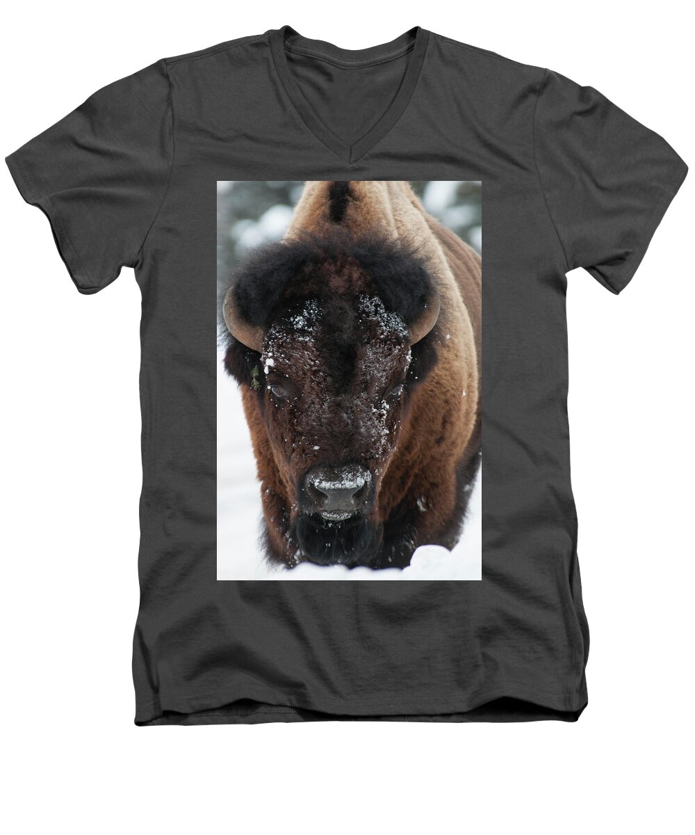 Bison Men's V-Neck T-Shirt featuring the photograph American Bison - Winter in Yellowstone by Frank Madia
