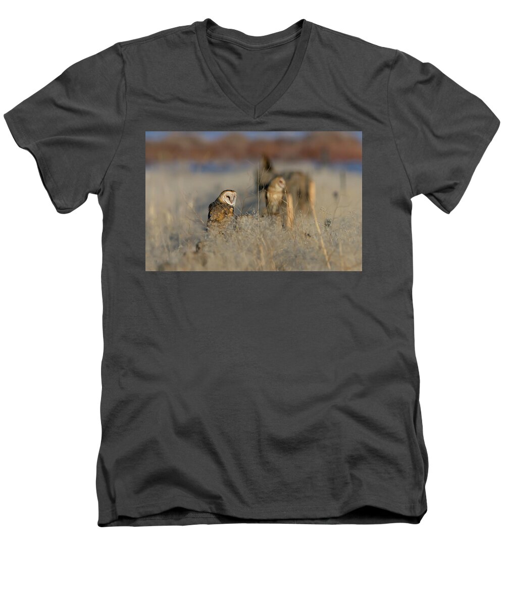 Barn Owl Men's V-Neck T-Shirt featuring the photograph Barn Owls 9 by Rick Mosher