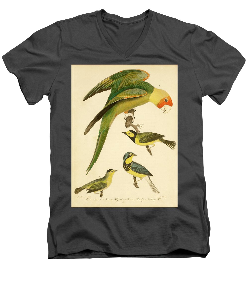 Birds Men's V-Neck T-Shirt featuring the mixed media Carolina Parrot by Alexander Wilson