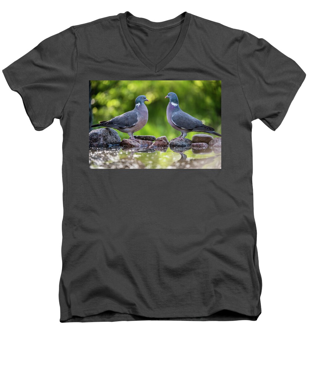 Common Wood Pigeon Men's V-Neck T-Shirt featuring the photograph Common Wood Pigeons meeting at the waterhole by Torbjorn Swenelius