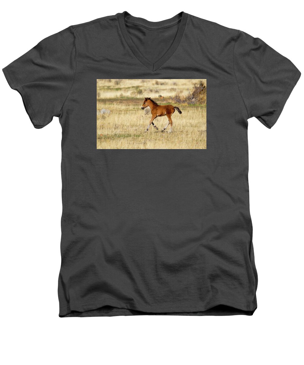 Horse Men's V-Neck T-Shirt featuring the photograph Cute wild Bay foal galloping across a field by Waterdancer