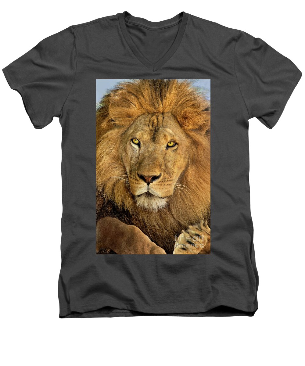 Dave Welling Men's V-Neck T-Shirt featuring the photograph Male African Lion Portrait Wildlife Rescue by Dave Welling