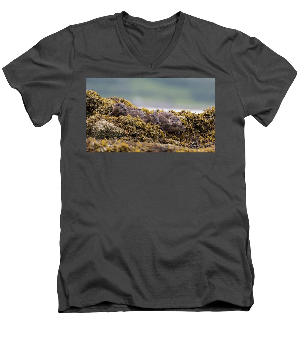 Otter Men's V-Neck T-Shirt featuring the photograph Playful Four Otters by Pete Walkden