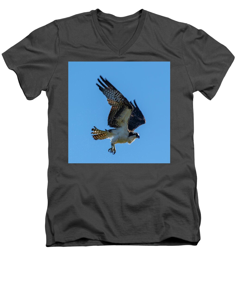 Osprey Men's V-Neck T-Shirt featuring the photograph Shake it Off 7 by Douglas Killourie